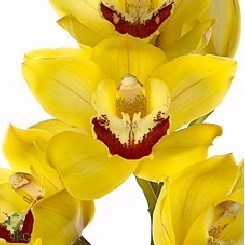 CYMBIDIUM ORCHID SUNGOLD