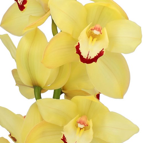 CYMBIDIUM ORCHID SUSAN