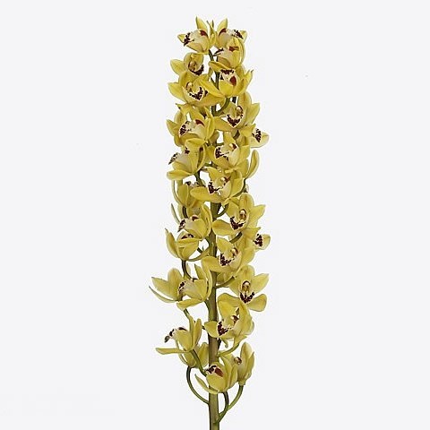 CYMBIDIUM ORCHID SUZANNE