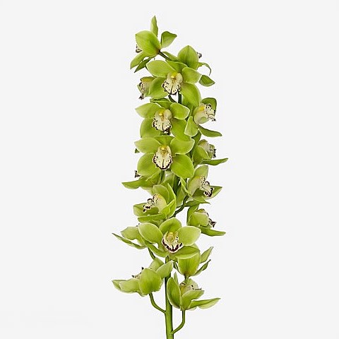 CYMBIDIUM ORCHID TAMARA GREEN