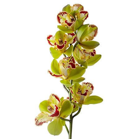 CYMBIDIUM ORCHID TESSA MARIA