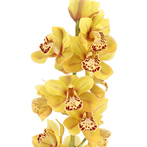 CYMBIDIUM ORCHID TIGER BROWN