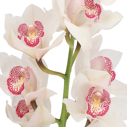 CYMBIDIUM ORCHID TIME OUT