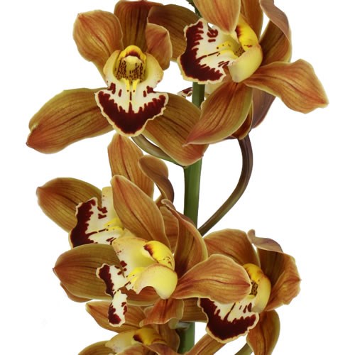 CYMBIDIUM ORCHID TOKOMARU SIROCCO