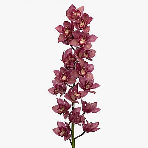 CYMBIDIUM ORCHID TOLEDO