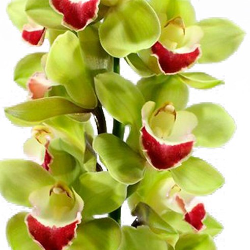 CYMBIDIUM ORCHID TOP SPOT