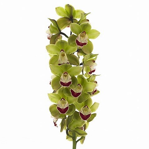 CYMBIDIUM ORCHID TOP SPOT