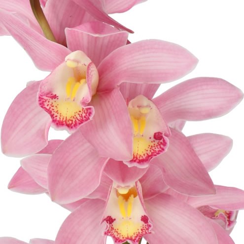 CYMBIDIUM ORCHID TRAFFIC