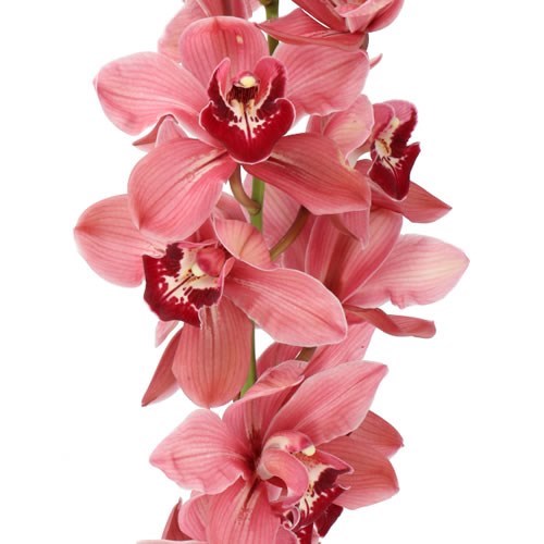 CYMBIDIUM ORCHID UNIQUE MERLOT