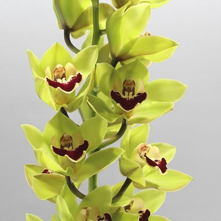 CYMBIDIUM ORCHID VALLEY BOOP