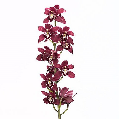 CYMBIDIUM ORCHID VALLEY OF FIRE