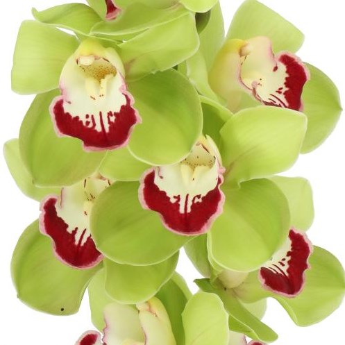 CYMBIDIUM ORCHID VALLEY ZENITH MOKORUA