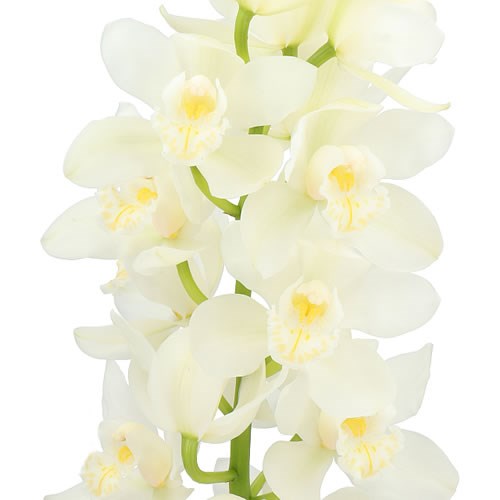 CYMBIDIUM ORCHID VANILLA ICE