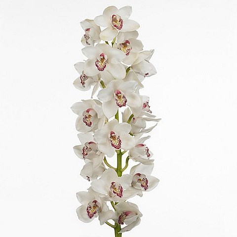 CYMBIDIUM ORCHID VANITY