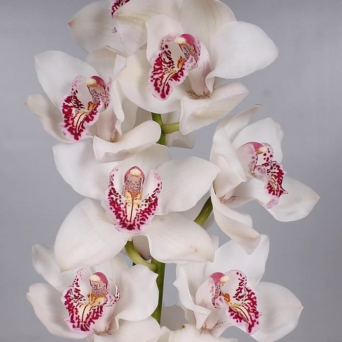 CYMBIDIUM ORCHID VANITY