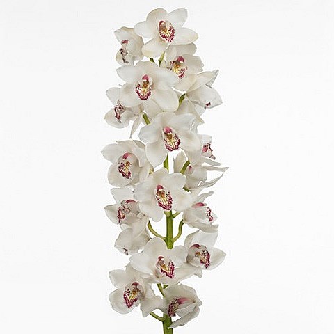 CYMBIDIUM ORCHID VANITY