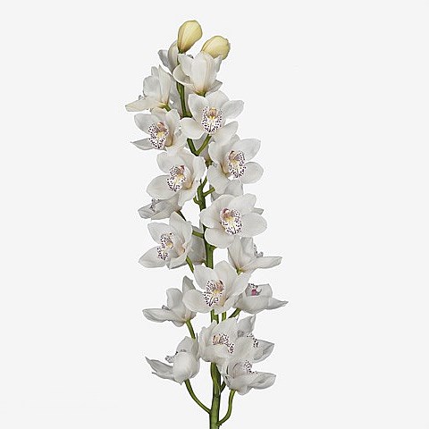 CYMBIDIUM ORCHID VENEZIA