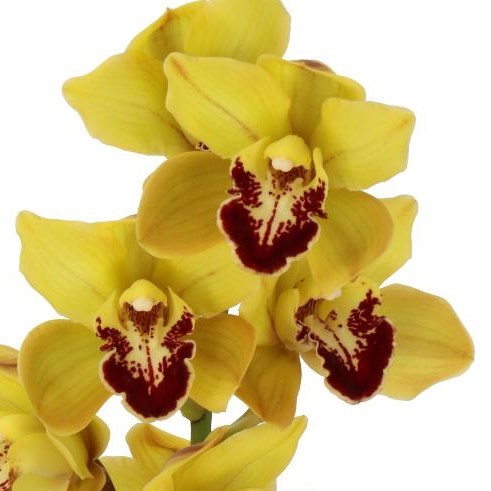 CYMBIDIUM ORCHID VERA