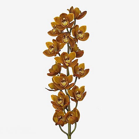 CYMBIDIUM ORCHID WESTFLOR