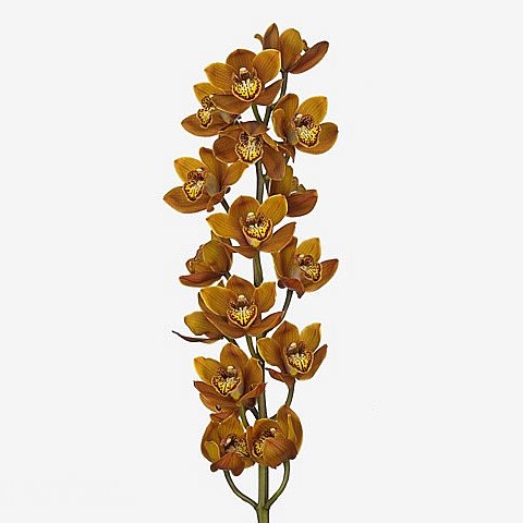 CYMBIDIUM ORCHID WESTFLOR