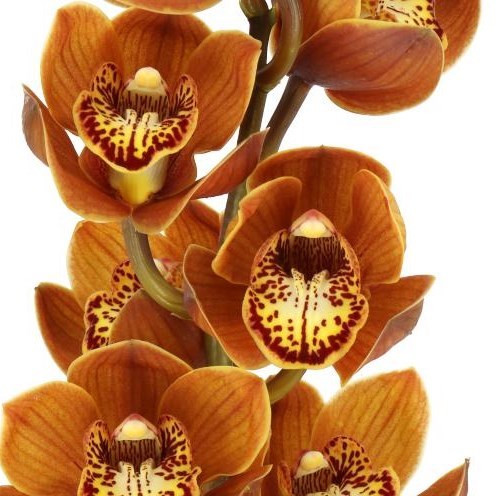 CYMBIDIUM ORCHID WESTFLOR