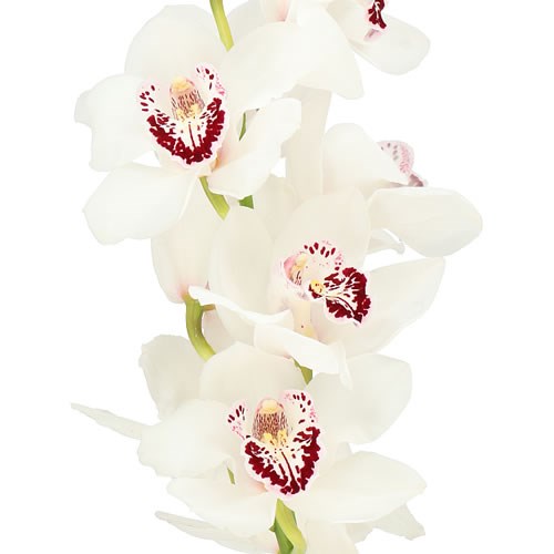 CYMBIDIUM ORCHID WHITE STONE