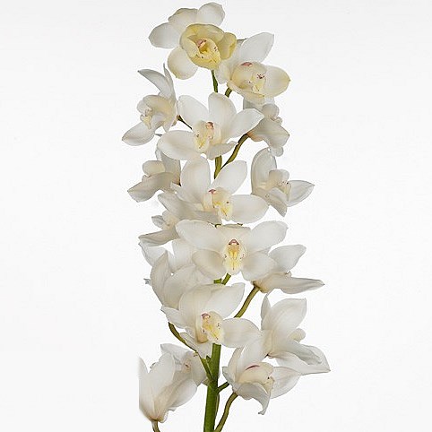 CYMBIDIUM ORCHID WINTER EARLY WHITE