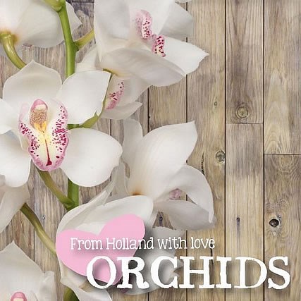 CYMBIDIUM ORCHID WINTERRA CHARISMA NATALE BIANCO