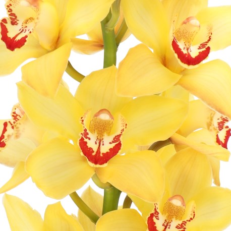 CYMBIDIUM ORCHID YELLOW CAB
