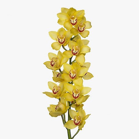 CYMBIDIUM ORCHID YELLOW CAB