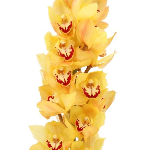 CYMBIDIUM ORCHID YELLOW KING