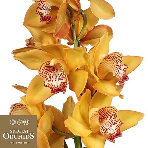 CYMBIDIUM ORCHID YELLOW RIVER