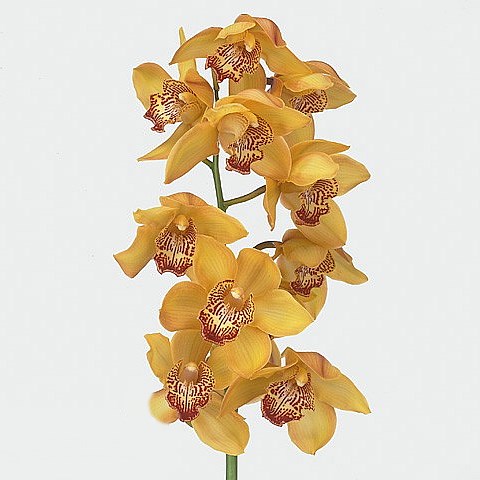 CYMBIDIUM ORCHID YELLOW RIVER