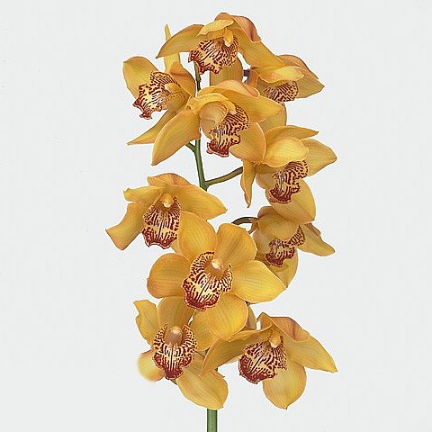 CYMBIDIUM ORCHID YELLOW RIVER