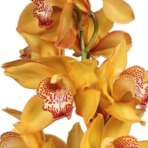CYMBIDIUM ORCHID YELLOW RIVER ESTHER
