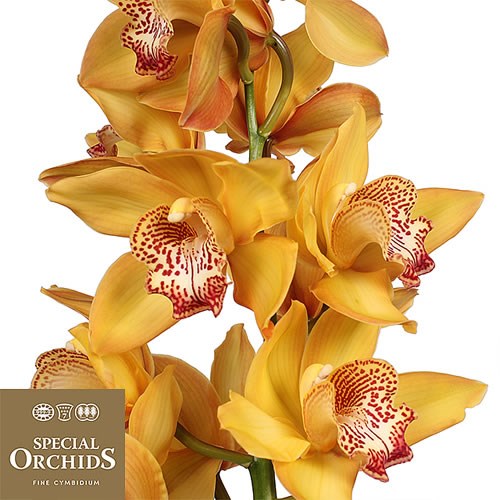 CYMBIDIUM ORCHID YELLOW RIVER (GROWER PACK) 70cm x 8 Wholesale Flowers