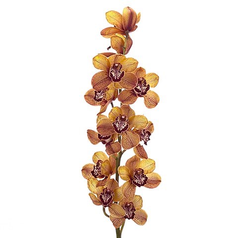 CYMBIDIUM ORCHID YOGI BEAR