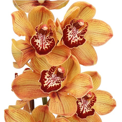 CYMBIDIUM ORCHID YOGI BEAR