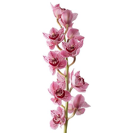 CYMBIDIUM ORCHID ZOE OLIVIA
