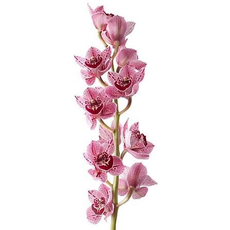 CYMBIDIUM ORCHID ZOE OLIVIA