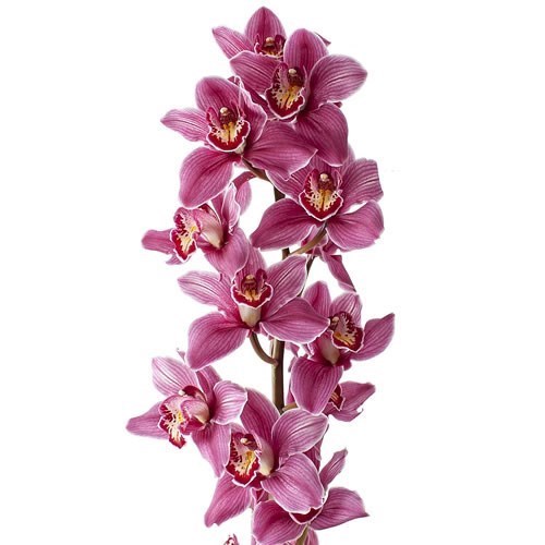 CYMBIDIUM ORCHID POPS PINK