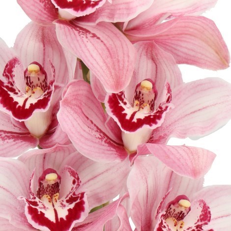CYMBIDIUM ORCHID QUEEN MONA