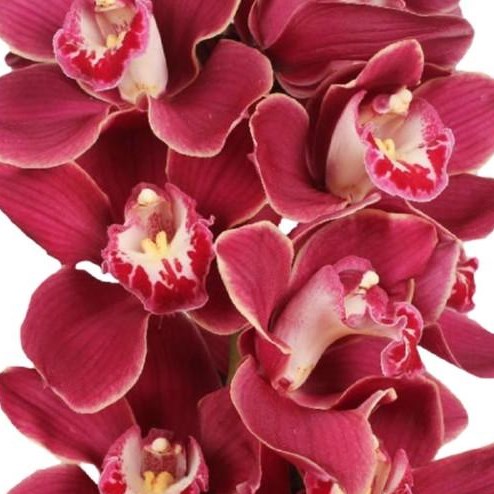 CYMBIDIUM ORCHID RED VELVET HENRIETTE