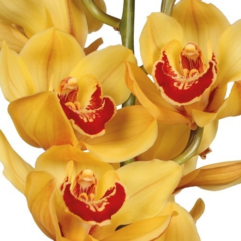 CYMBIDIUM YELLOW RIJSENHOUT