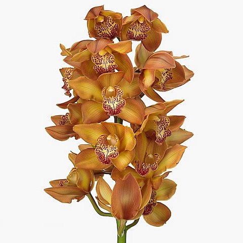 CYMBIDIUM YELLOW RIVER COGNAC