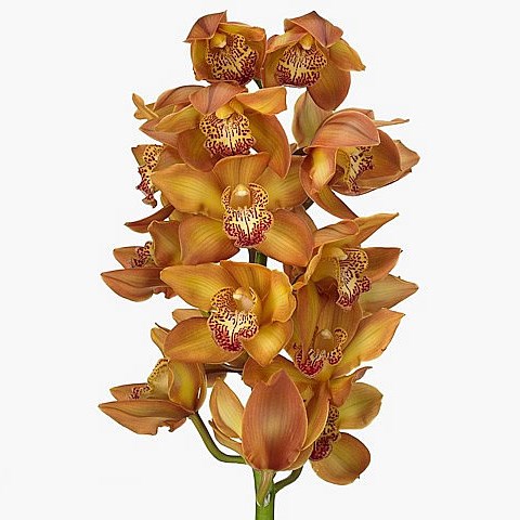 CYMBIDIUM ORCHID YELLOW RIVER COGNAC