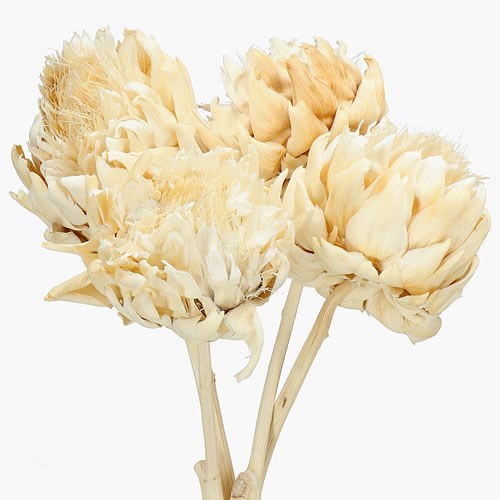 CYNARA CARDUNCULUS BLEACHED & DRIED 40cm Wholesale Dried Flowers UK