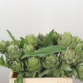 CYNARA GREEN GLOBE