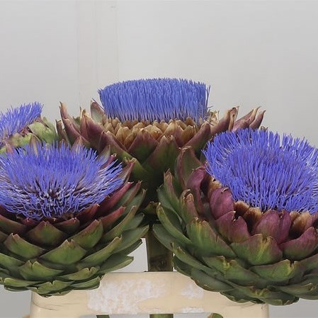 CYNARA SALAMBO - ARTICHOKES