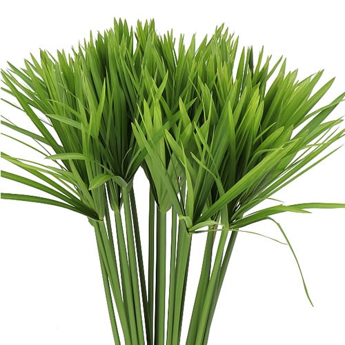 CYPERUS ALTERNIFOLIU